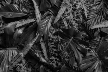 Wall Mural - textures of natural abstract black leaves for tropical leaf background, black and white images