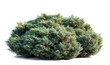 © FAFO - Isolated evergreen shrub with dense, bushy foliage and rounded irregular shape. Deep muted green needles with blue-grey tones and intricate branching structure.