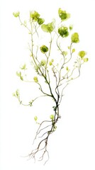 Wall Mural - delicate botanical illustration depicts green flora with roots against white background
