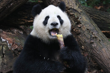 Wall Mural - funny pose of fluffy panda, miao miao, chengdu, china