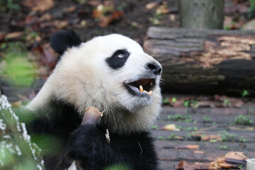 Wall Mural - funny pose of fluffy panda, chengdu, china