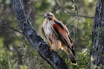 a redshouldered hawk, with its distinctive reddishbrown shoulders and white breast, is perched on a 