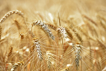 Wall Mural - The concept of a rich harvest. Wheat field with ears of golden wheat. Beautiful agricultural fields sunset landscape. Ripe ears rural nature scenery background. close-up, selective focus