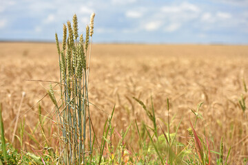 Wall Mural - spikelets. Close-up of ripe spikelets of wheat, barley, against a background of field. Wheat harvest in Ukraine. Close-up, spikelets of cereals on an agricultural field, farming, copy space.