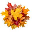 © Ahmad - Pile of autumn colored leaves on clear transparent background cut out