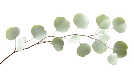 Fototapete - Eucalyptus branch with round silver dollar leaves on transparent background