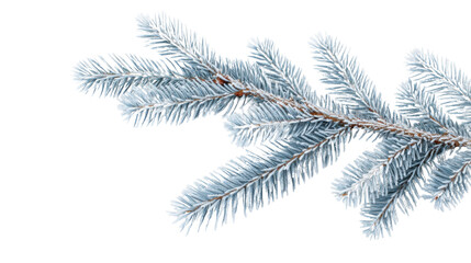 Wall Mural - Frozen fir branch with transparent background for winter designs