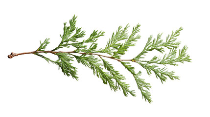 Wall Mural - Incense cedar branch showing small green leaves on transparent background