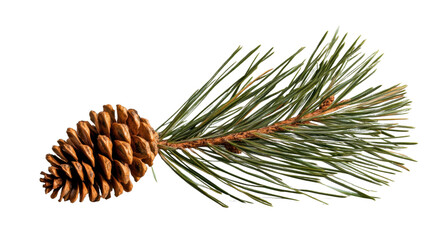 Wall Mural - Ponderosa pine cone and needles resting on transparent background