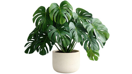 A large plant with green leaves is in a white bowl