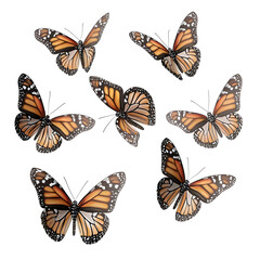 Poster - A graceful display of multiple monarch butterflies in vibrant colors artfully arranged against a pure white transparent background showcasing their intricate patterns and delicate beauty