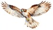 © rehan - Watercolor painting showcases a red tailed hawk soaring with spread wings