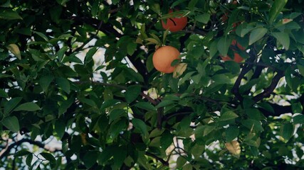 Wall Mural - 4k orange trees with sunlight rays in the background. fruit, lemon, mandarin, juicy fruits