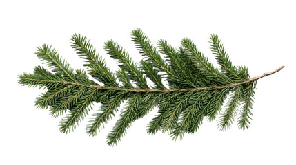 Wall Mural - Fresh green pine branch isolated on transparent background