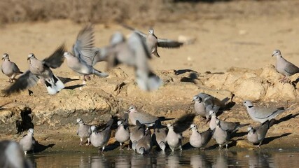 Wall Mural - Cape turtle doves (Streptopelia capicola) drinking water, Kalahari desert, South Africa