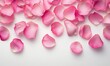 © Vergiliy - Pink rose petals scattered on white background for romantic decoration and events
