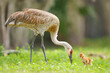 © Cavan Images - Sandhill Crane Parent and Young Colt Foraging