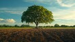 © cac_tus - Lone tree in sunlit field under blue sky, evening tranquility. Nature serenity concept