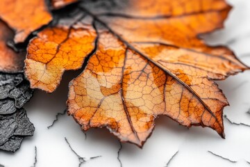 Wall Mural - A close-up of the edge of a leaf, highlighting its jagged texture and veins, with a stark white background