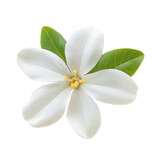 white gardenia flower isolated on white background