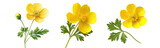 buttercup flowers, isolated on white background.