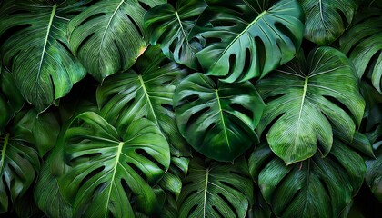 lush green tropical monstera leaves background for design projects
