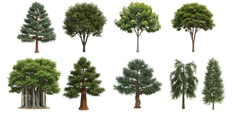 collection of eight different types of trees on a plain backdrop transparent background