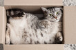 © Pixel-Shot - Grey striped cat in cardboard box, top view