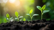 © Pukan - A serene image of young green plants sprouting from dark soil, illuminated by soft sunlight, symbolizing growth and renewal in nature.