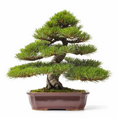 A bonsai isolated on white background.