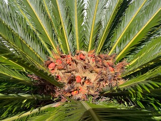 Palm frond