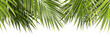 © Krit - Evergreen serenity palm leafs seasonal elements on transparent backgrounds 3d rendering