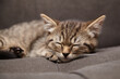 © mikeosphoto - A small tabby kitten with brown and black stripes is peacefully sleeping on a gray couch, its head resting gently on its paws in a cozy, serene setting