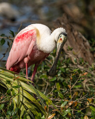Wall Mural - roseate spoonbills perched on a tree
