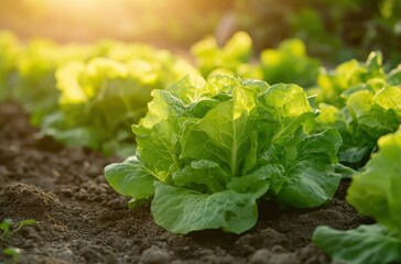thriving lettuce patch glowing under early sunlight,