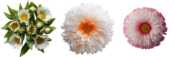 Poster - The image features a solitary daisy flower set against a transparent background, generated by AI
