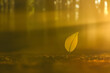 © JYis - leaf in golden sunlight, a new beginning