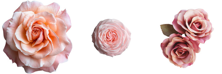 Poster - The image of pink roses on a transparent background was generated by Generative Ai