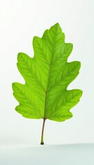 Wall Mural - Single oak leaf branch against a clean white background, branches, forest, green