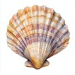 © Kristina - Sea shell illustration. Watercolor seashell isolated white background. Hand drawn watercolor painting shell