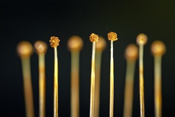 Fototapete - Golden matchsticks: A close-up captures the delicate beauty of matchsticks, their golden heads softly illuminated against a backdrop of shadows and mystery.