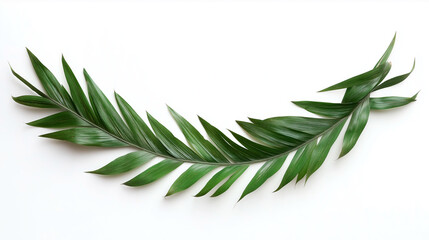palm tree leaves isolated on white background
