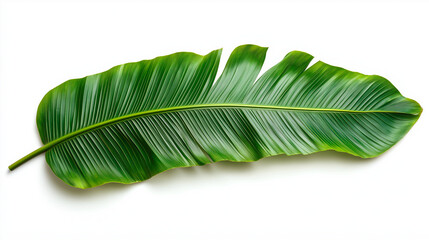 palm tree leaves isolated on white background