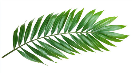 palm tree leaves isolated on white background