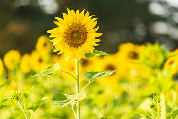 Wall Mural - golden sunflowers field at blooming farm agricultural summer sunset and blue sky background texture 