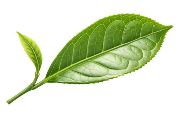 Wall Mural - green leaf on white background