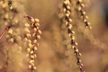 japanese pearl tail flowers, flowers of stachyurus praecox, beautiful hanging flowers of a tree, flo