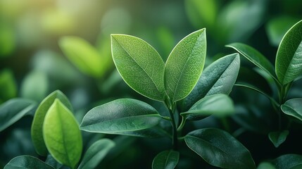 Wall Mural - lush green leaves basking in soft sunlight in a tranquil garden setting