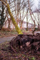 Wall Mural - trees pulled from the ground in a forest park after strong storm wind during a storm or hurricane. d