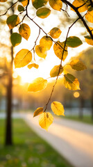 Poster - Glowing yellow leaves illuminating branch, backlit by warm afternoon sunlight, soft park landscape blending behind